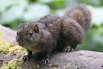 Description de l'image Bajing garis tiga 2.jpg.