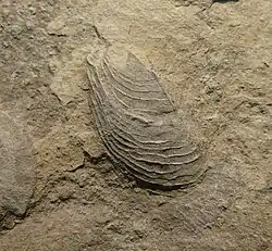 Fossile de Bakevellia costata (Bakevelliidae)