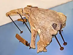 Fossile de Balaenula astensis