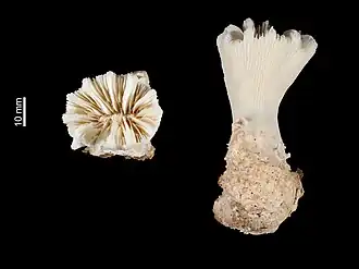 Description de l'image Balanophyllia serrata (MNHN-IK-2009-1725).jpeg.