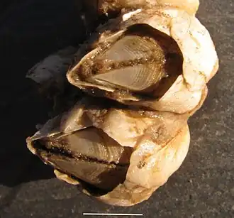 Balanus eburneus (Balanidae).