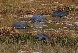 Mode de chasse caractéristique de l'aigrette ardoisée, ici à l'est d'Antananarivo, à Madagascar.