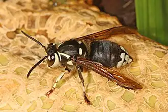 Dolichovespula maculata