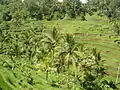 Rizières en terrasses près d'Ubud.