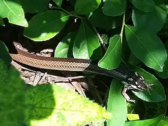 Description de l'image Baliodryas steinbachi.jpg.