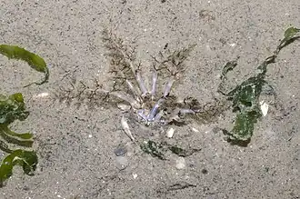 Description de cette image, également commentée ci-après