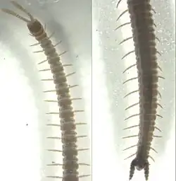 Ballophilus hounselli (Ballophilidae).