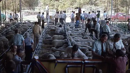 Vente de Poll Dorset, dans le Canterbury en 2006.