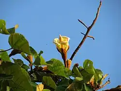 Grosse fleur érigée aux pétales crèmes