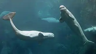 Deux des bélugas du Georgia Aquarium.