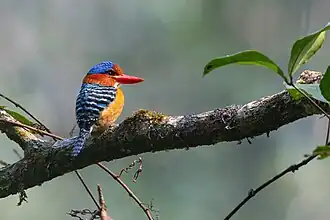 Description de cette image, également commentée ci-après