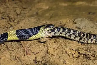 Un bongare fascié mangeant un autre serpent au Bangladesh.