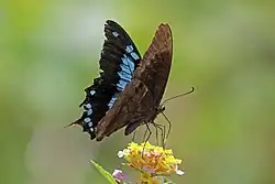 Papilio oribazus, ailes refermées.