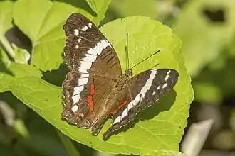 Description de l'image Banded peacock (Anartia fatima) Honduras.jpg.
