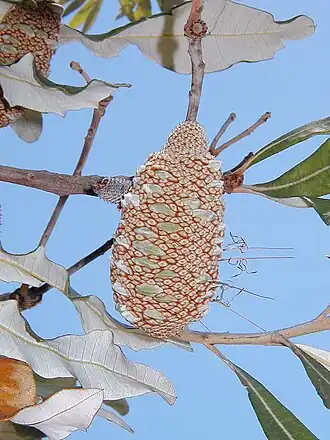 Description de l'image Banksia dentata follicle.jpg.