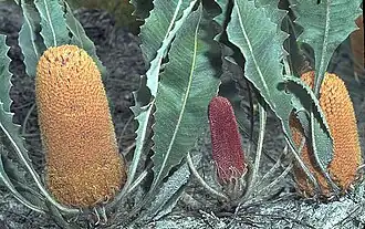 Description de l'image Banksia goodii.jpg.