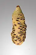 Polyfolicule de Banksia grandis
