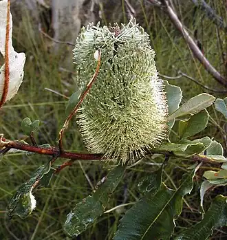 Description de l'image Banksia oblongifolia2 Georges River NP email.jpg.