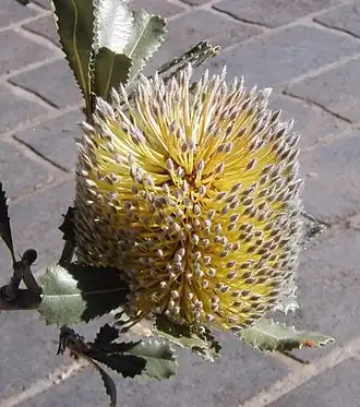 Description de cette image, également commentée ci-après