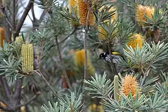 Description de l'image Banksia verticillata and New Holland Honeyeater.JPG.