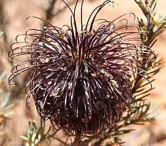 Description de l'image Banksia violacea 3 email.jpg.