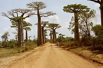 Allée de baobabs de Grandidier (Adansonia grandidieri) près de Morondava.