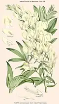 Baptisia bracteata var glabrescens.