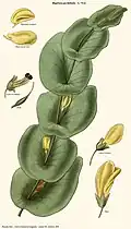 Baptisia perfoliata.