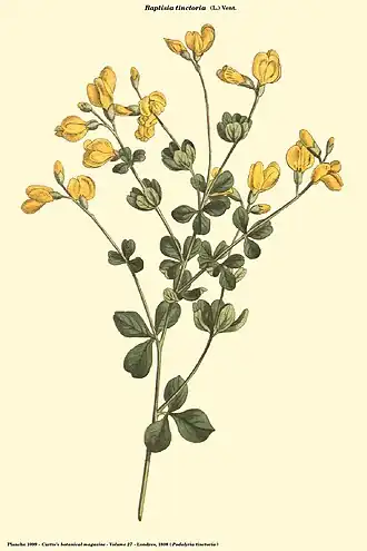 Baptisia tinctoria.