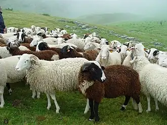 Ovins de race barégeoise en estive près de Gavarnie