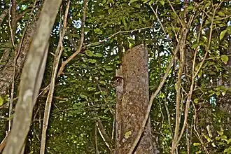 Petit-duc de Cuba(Margarobyas lawrencii)