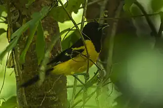 Description de l'image Bar-winged Oriole - Chiapas - Mexico S4E7324 (23521447649).jpg.