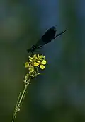 Caloptéryx éclatant (demoiselle) sur une inflorescence.