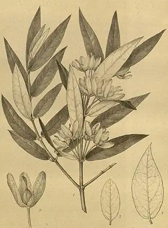 Description de l'image Barbeya plates (page 1 crop).jpg.