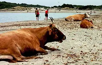 Image illustrative de l’article Corse (race bovine)