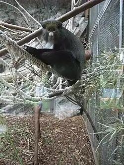 Un adulte de la sous-espèce Cercopithecus nictitans martini