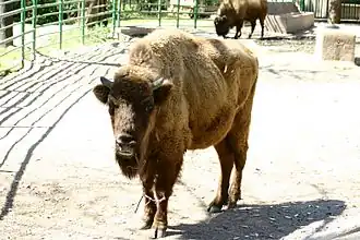 Bison d'Europe