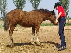 Un jeune garçon portant une casquette caresse un poulain à la robe baie au poil épais.