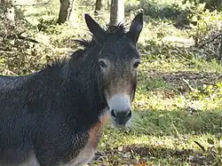 Tête et avant-main.