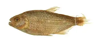 Description de l'image Bario steindachneri (CAS-ICH-39222-e).jpg.