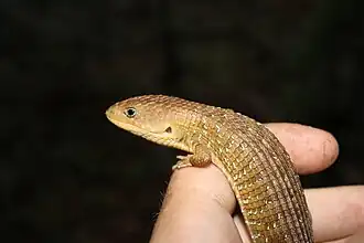 Description de l'image Barisia ciliaris 437059086.jpg.