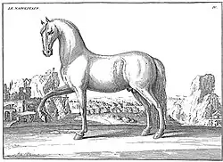 Gavure d'un cheval en pied présentant son profil gauche dans un paysage méditerranéen.