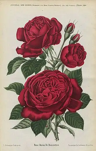 Image illustrative de l’article Baron de Bonstetten