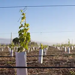 Vigne plantée depuis 6 mois, dans sa protection, attachée au fil porteur pour assurer sa croissance verticale.