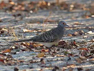 Description de cette image, également commentée ci-après