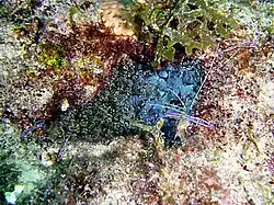 Bartholomea annulata&nbsp;(en) et Ancylomenes pedersoni