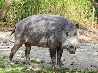 Description de l'image Bartschwein Sus barbatus Tierpark Hellabrunn-6.jpg.