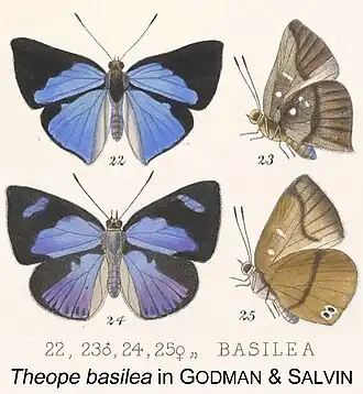 Description de l'image BasileaBates inGodmanSalvinPl46.jpg.