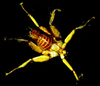 Description de l'image Basilia italica (10.3897-BDJ.9.e57680) Figure 2.png.