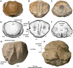 Os fossiles crâniens d'un reptile marin préhistorique exposée sur fond blanc.